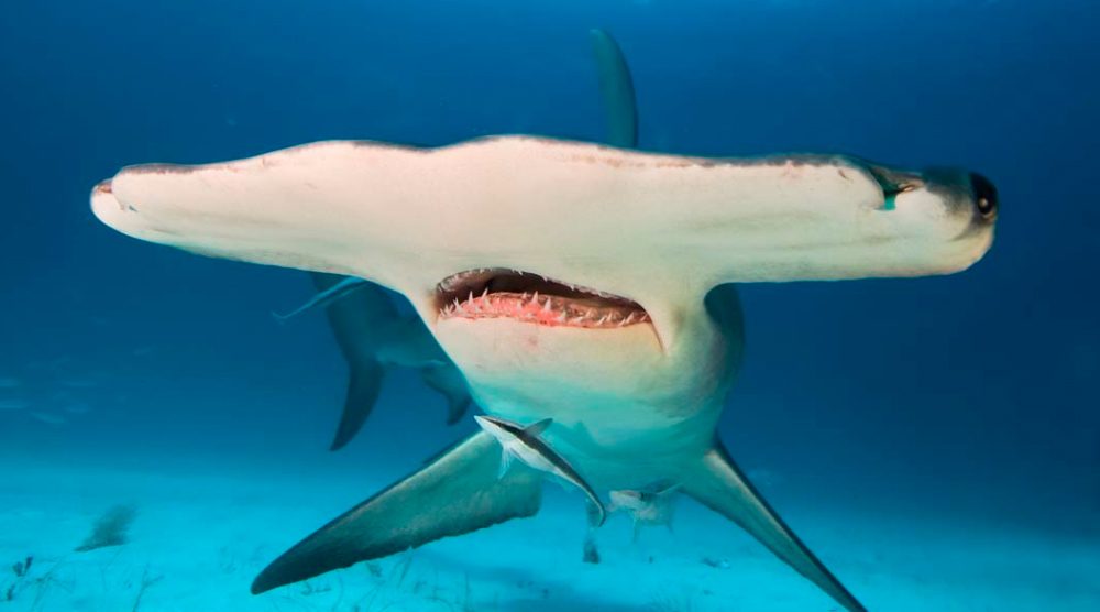 Importancia de los tiburones martillo gigantes