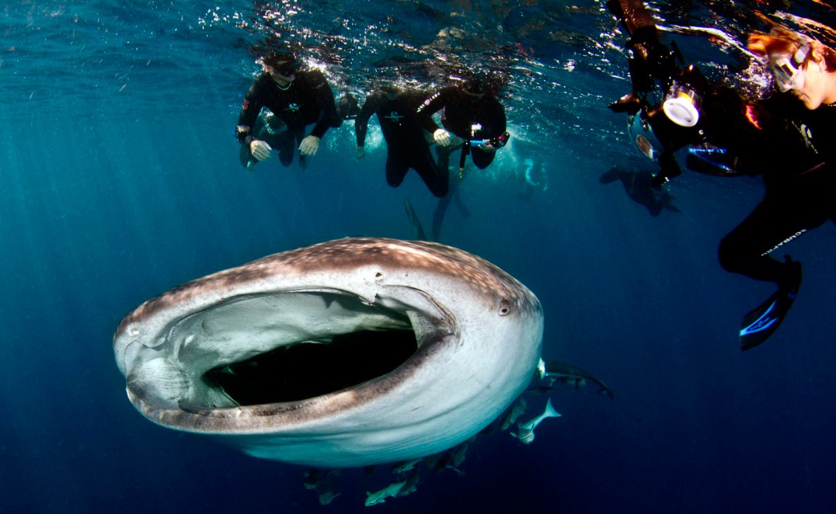 Importancia de los tiburones ballena para los humanos