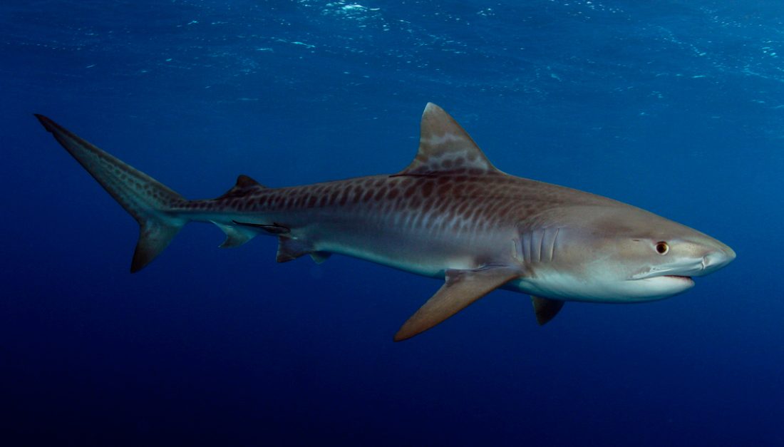 Mecanismo de masticación de los tiburones tigres