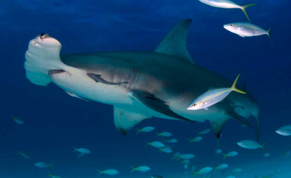 Reproducción de los tiburones martillo gigantes