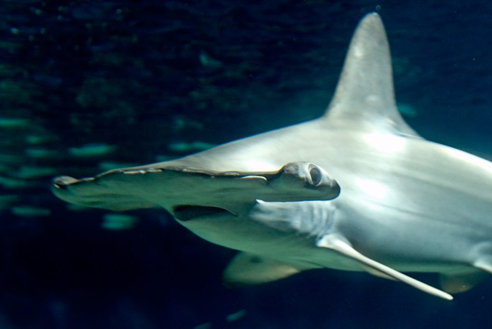 Tiburones cornuda común