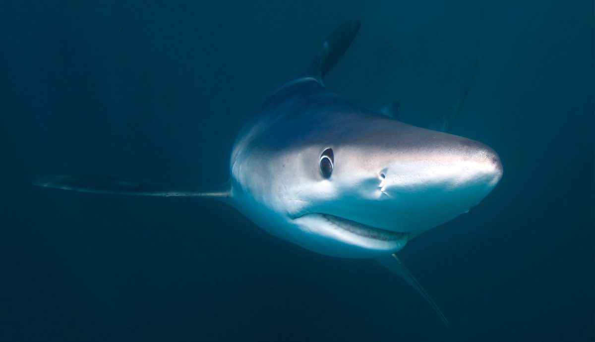 Tiburones en peligro de extinción