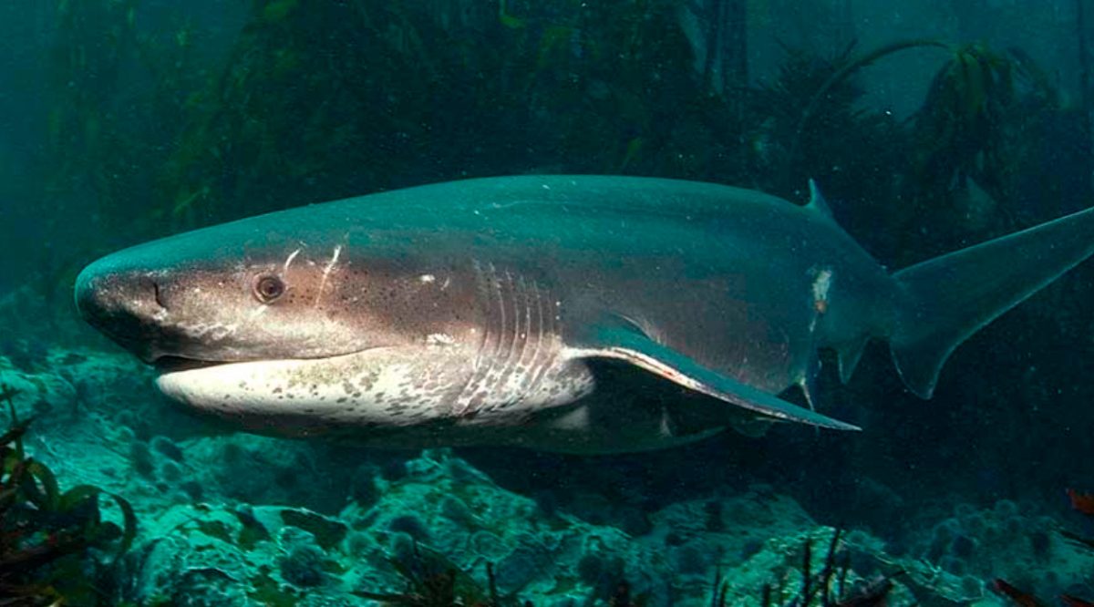 Tiburones vaca