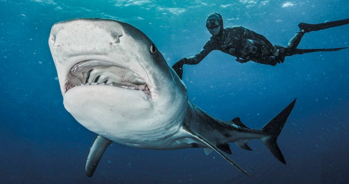 Zonas con más ataques de tiburones