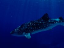 Características distintivas de los tiburones ballena