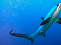 Coloración de los tiburones zorro