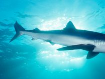 Datos sobre el tiburón azul