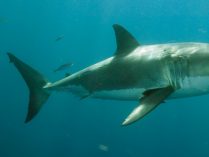 Estado de conservación de los tiburones blancos