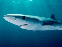 Fotos de tiburones azules