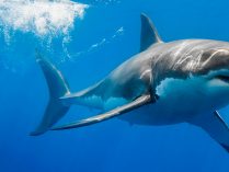Fotos de tiburones blancos