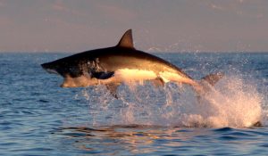 Fotos de tiburones