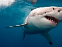Hábitat de los tiburones blancos