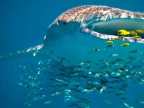 Hábitos alimenticios de los tiburones ballena