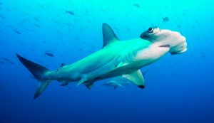 Tiburones martillo común o cornuda común