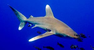 Tiburones oceánicos de puntas blancas