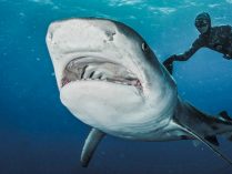 Zonas con más ataques de tiburones